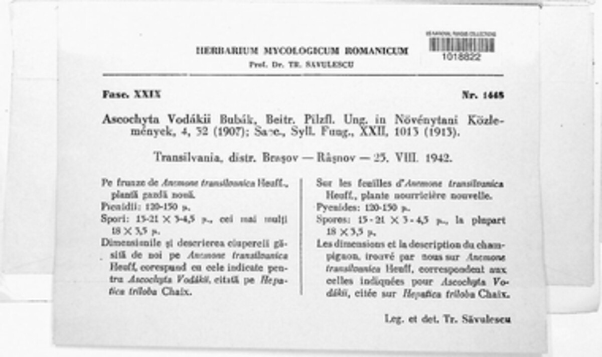 Ascochyta vodakii image